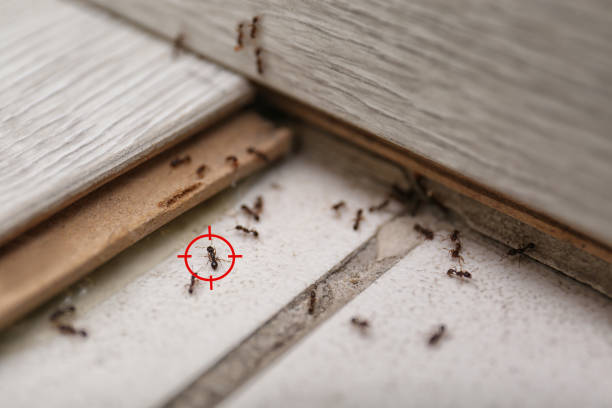 Best Pest Prevention Services  in Fairview Heights, IL