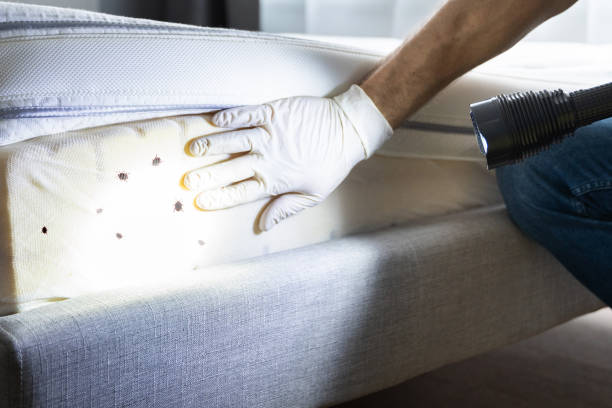 Best Residential Pest Control  in Fairview Heights, IL