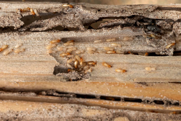 Best Cockroach Control Services  in Fairview Heights, IL