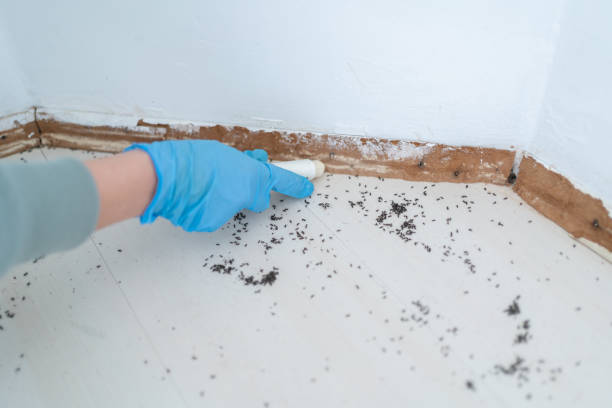 Best Affordable Pest Control Services  in Fairview Heights, IL